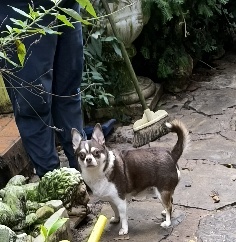 Smoky1.jpg Smoky1.jpg